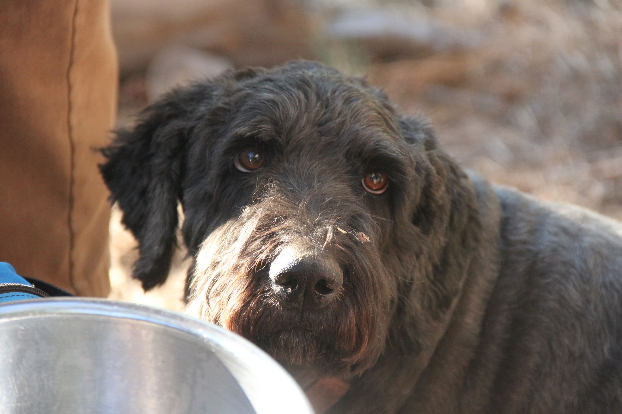 a scruffy black dog looking up expectantly from behind a metal food bowl